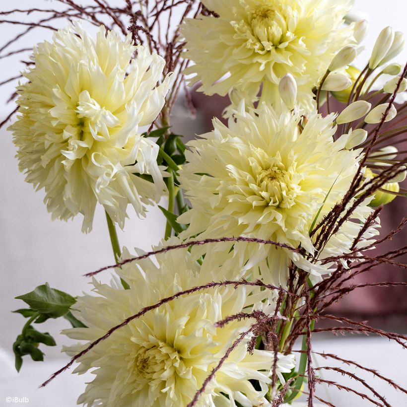 Dahlia fimbriata Promise (Floração)