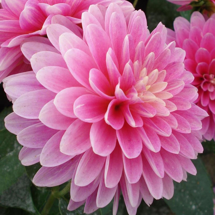 Dália anã Gallery Rambrandt (Floração)