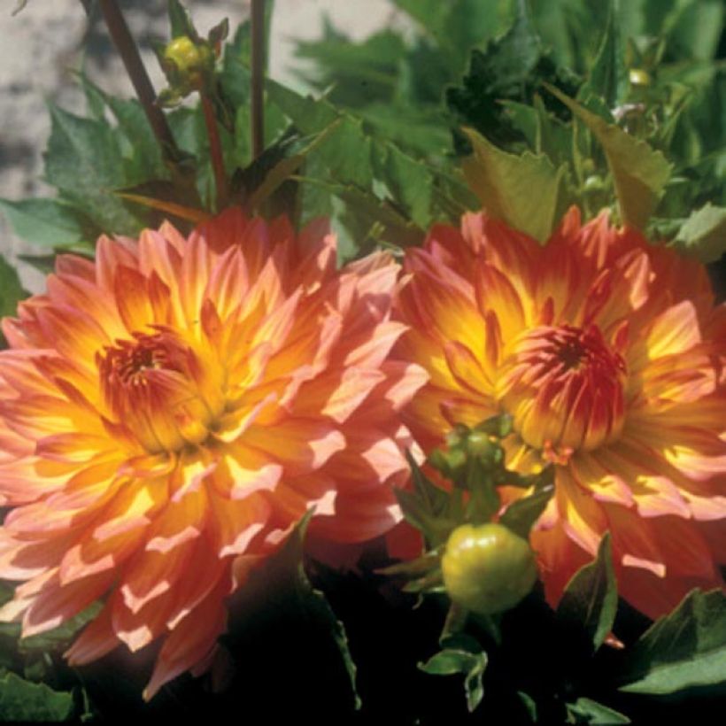 Dália anã Gallery Pablo (Floração)