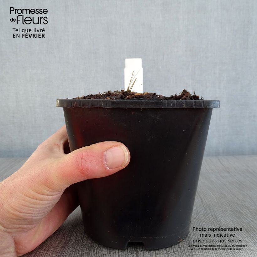 Amostra de Dahlia Honka Izarra Pot de 2L/3L tal como entregue no inverno