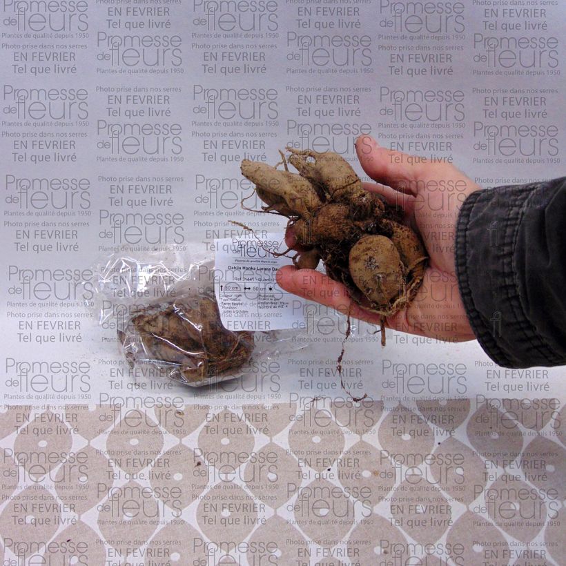 Exemplo de amostra de Dahlia Honka Lorana Dawn Bulbo tal como entregue