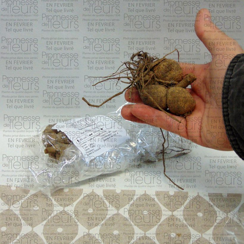 Exemplo de amostra de Dahlia Honka Red Bulbo size I tal como entregue