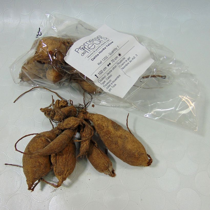 Exemplo de amostra de Dahlia Honka Yellow  Bulbo size I tal como entregue