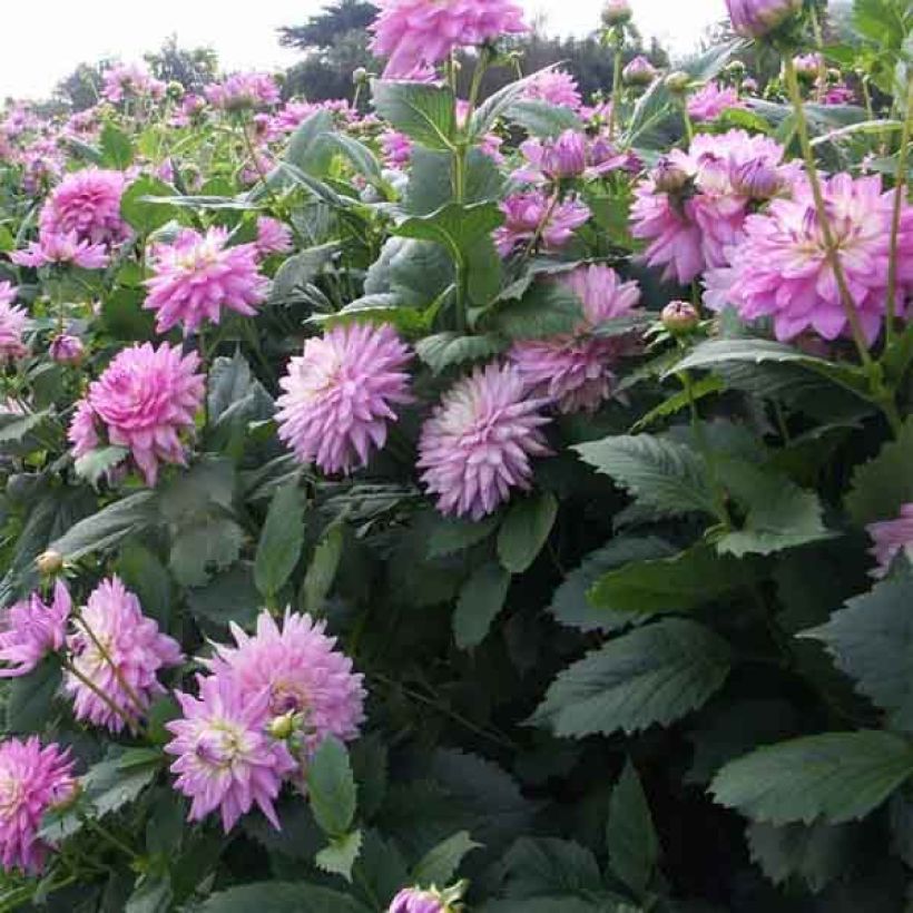 Dália decorativa Karma Amanda (Floração)