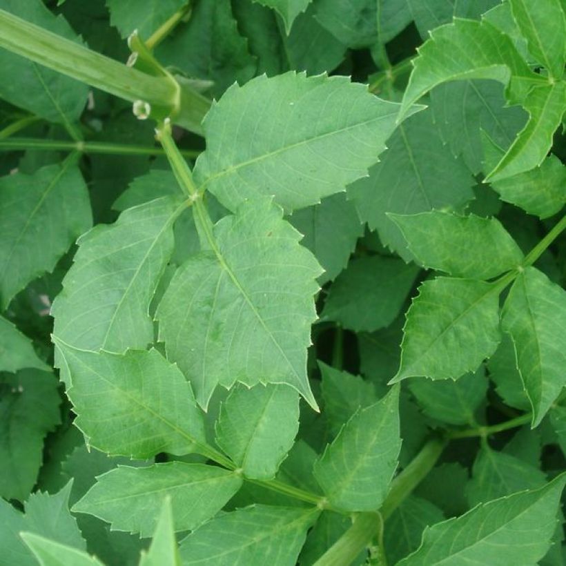 Dália decorativa Klondyke (Folhagem)