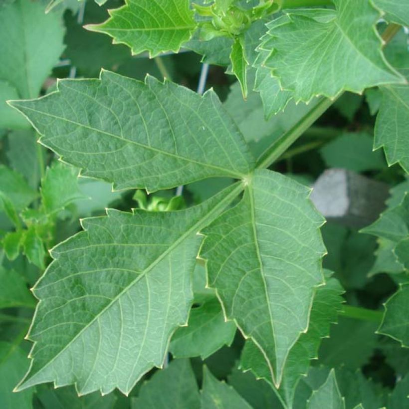 Dália semi-cactus Match (Folhagem)