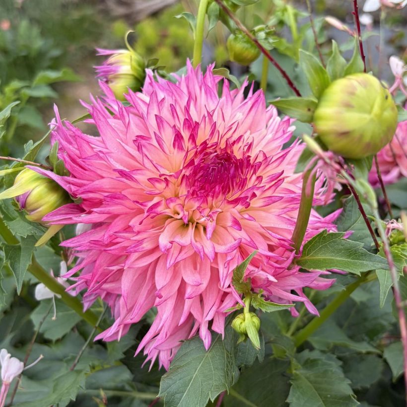 Dália gigante Myrtle's Folly (Floração)