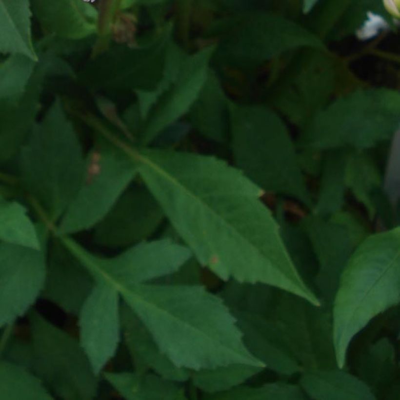 Dália nenúfar Offshore Dream (Folhagem)