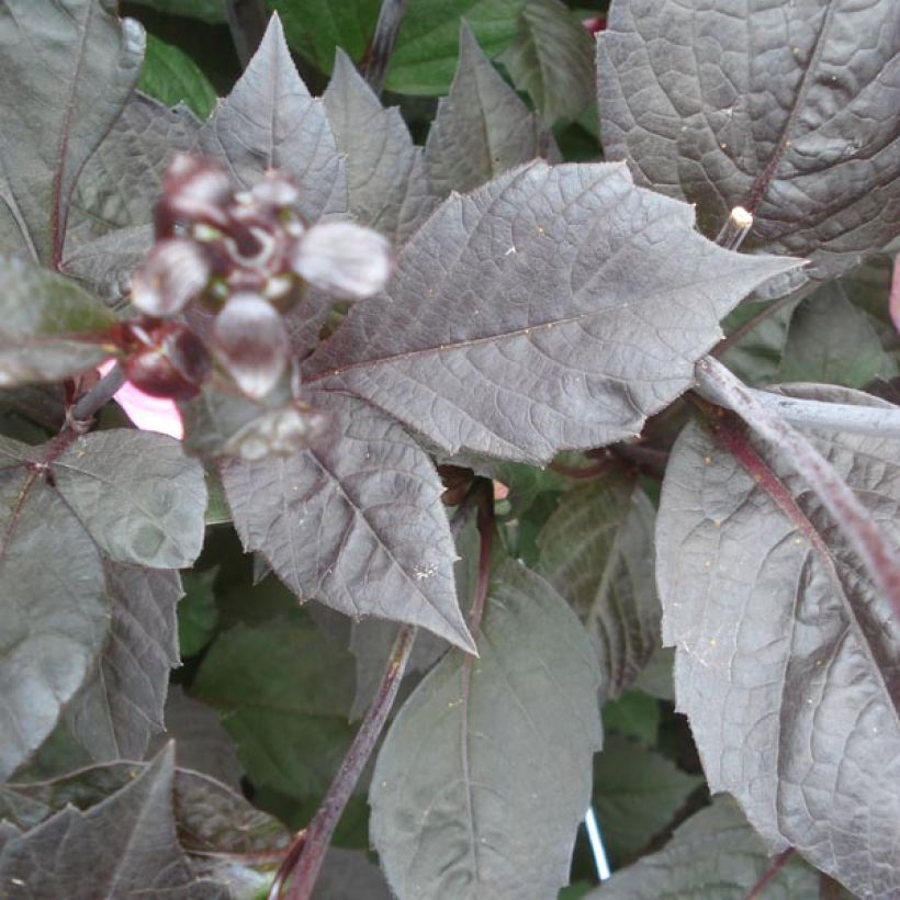 Dália anã Happy Single Wink (Folhagem)