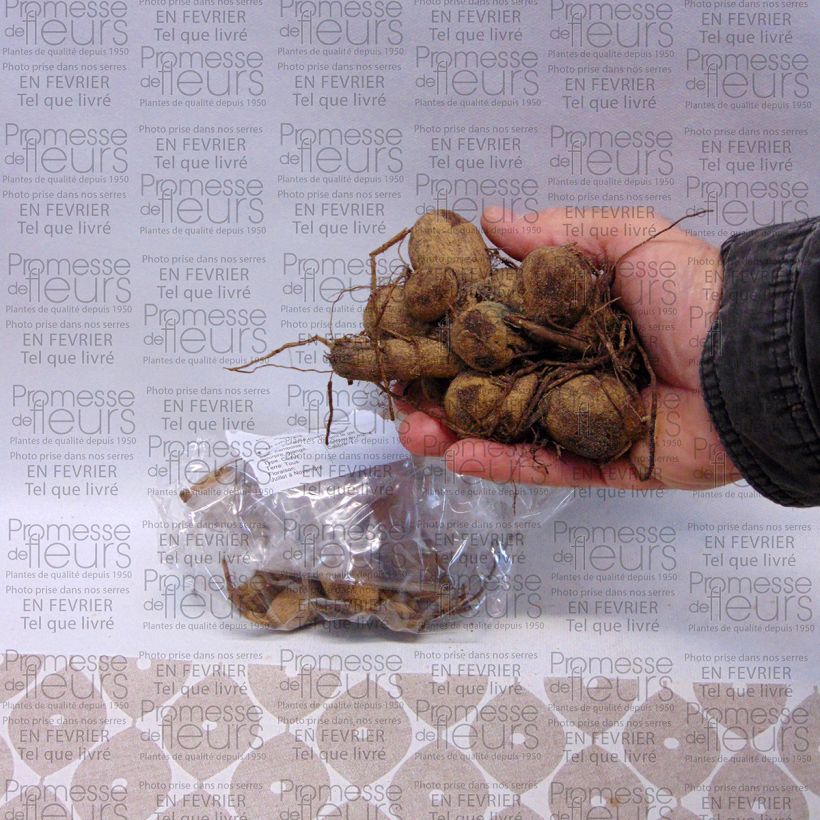 Exemplo de amostra de Dahlia anémone Garden show Bulbo size I tal como entregue