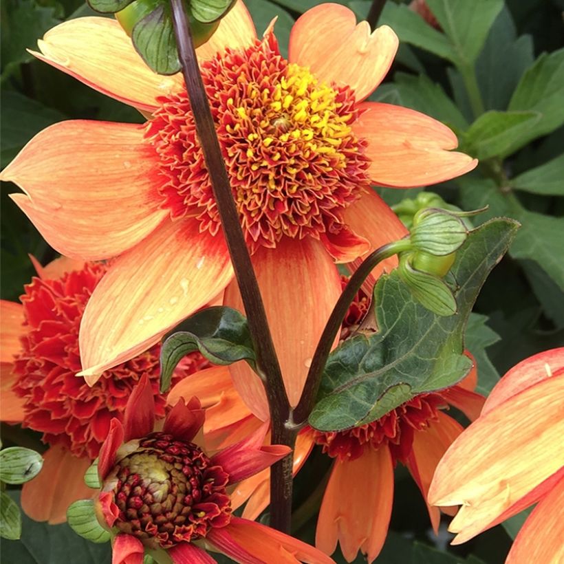 Dália anémona Josie (Floração)