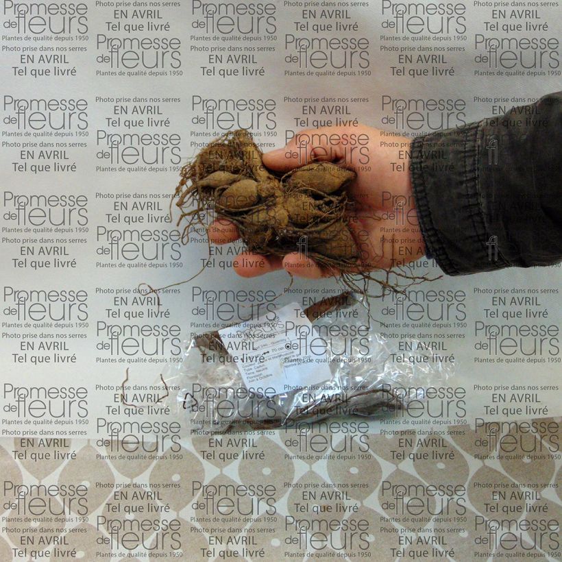 Exemplo de amostra de Dahlia anémone Polka Bulbo size I tal como entregue