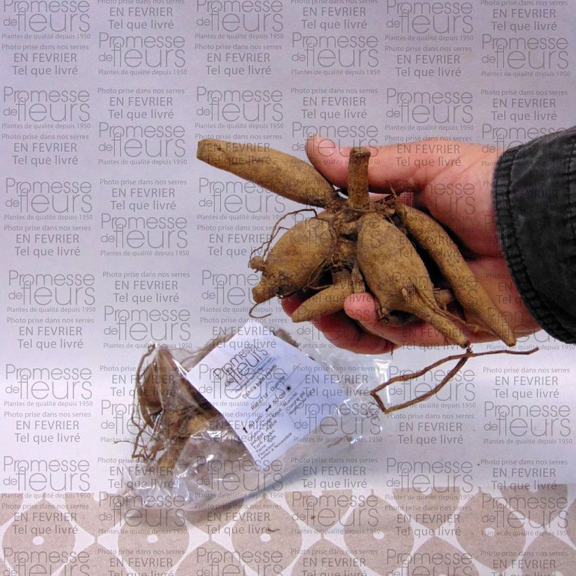 Exemplo de amostra de Dália bola Ivanetti Bulbo Calibre I tal como entregue