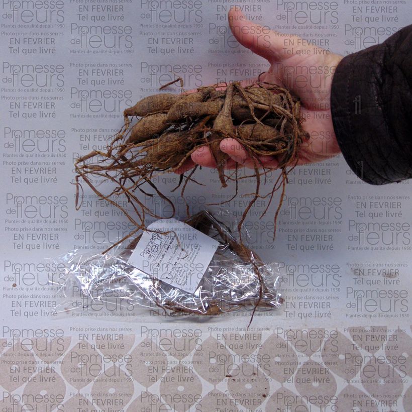 Exemplo de amostra de Dahlia balle Jowey Martina Bulbo size I tal como entregue