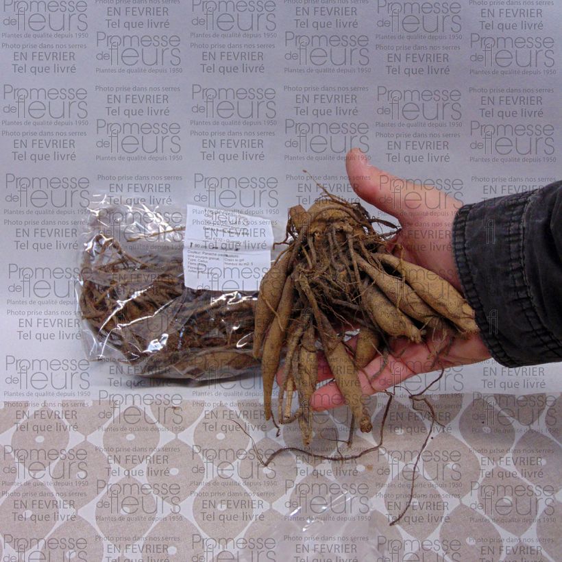 Exemplo de amostra de Dahlia balle Marble Ball Bulbo size I tal como entregue