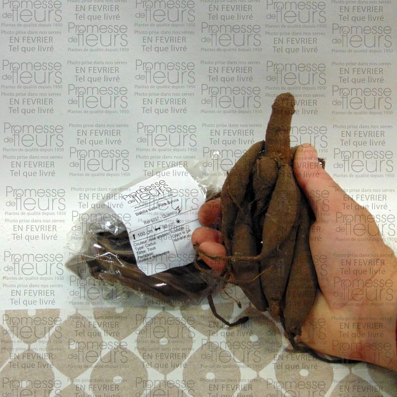 Exemplo de amostra de Dahlia balle Pink Sylvia Bulbo size I tal como entregue