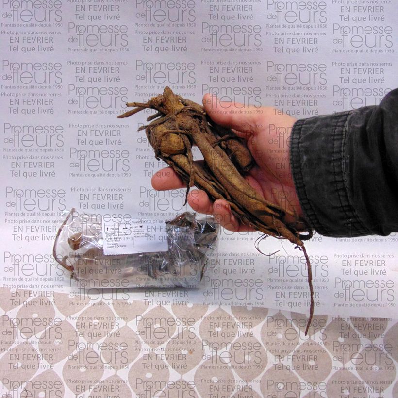 Exemplo de amostra de Dália bola Dahlia Purple Fox Bulbo Calibre I tal como entregue