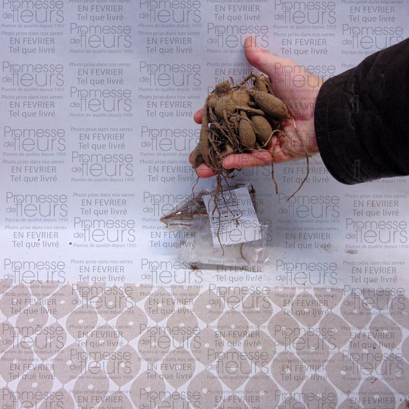 Exemplo de amostra de Dahlia cactus Friquolet Bulbo size I tal como entregue