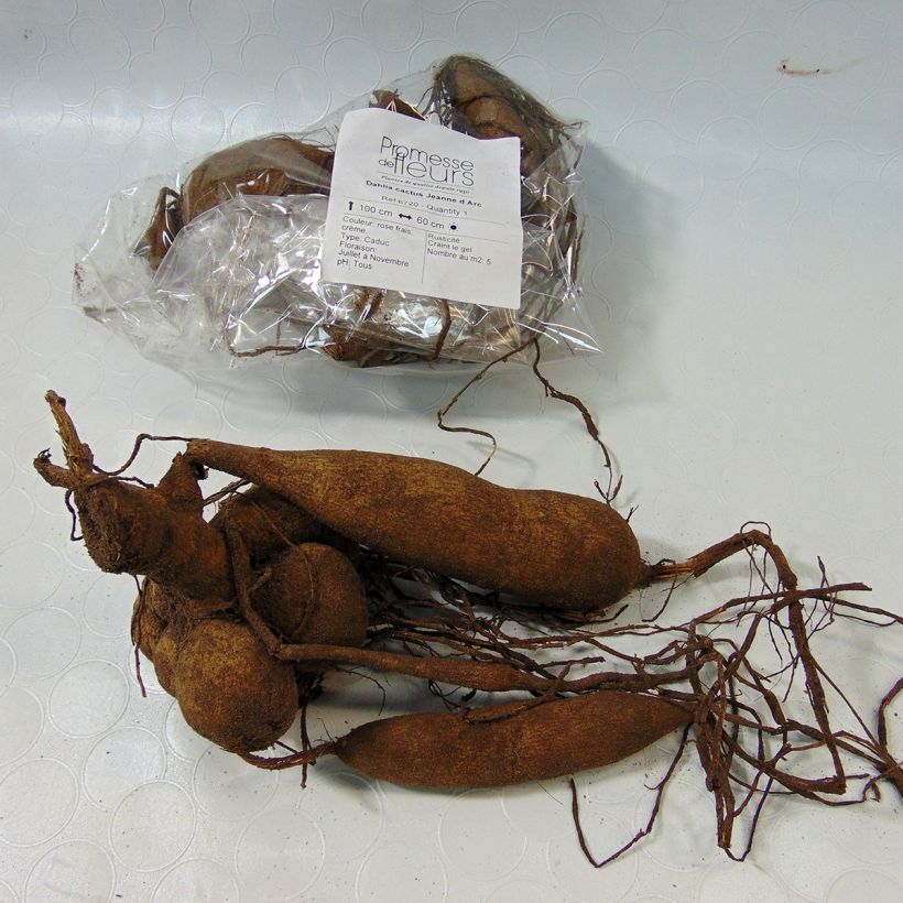 Exemplo de amostra de Dahlia cactus Jeanne d Arc Bulbo tal como entregue