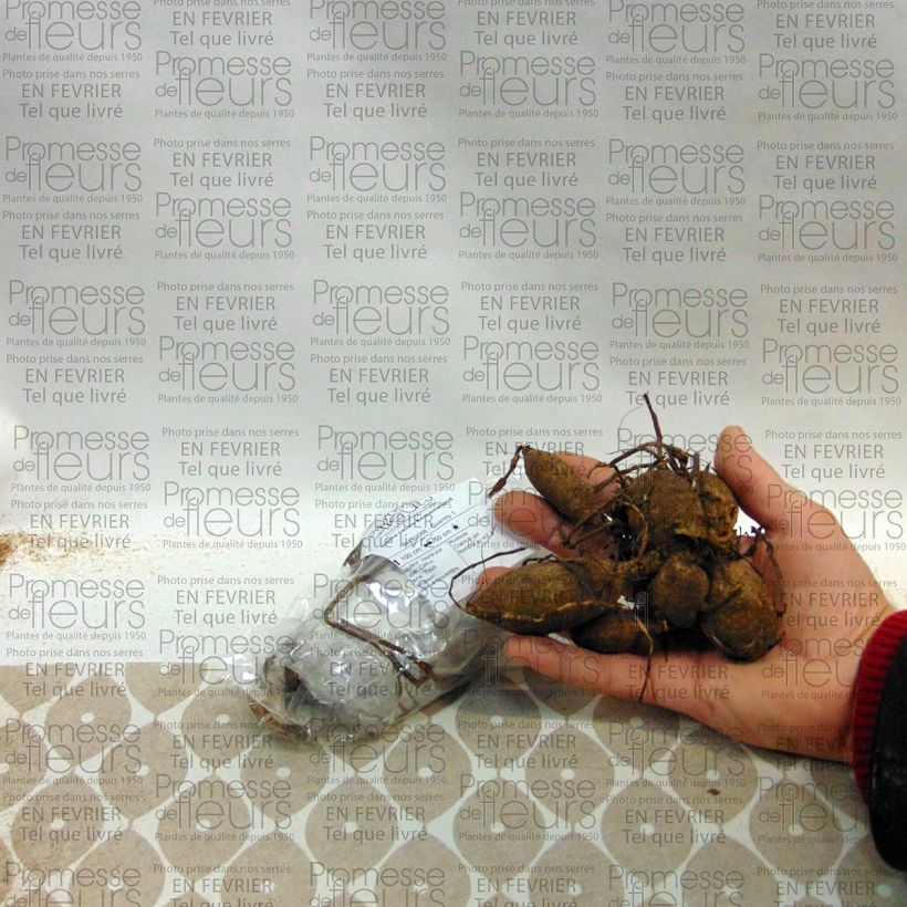 Exemplo de amostra de Dália cactus Kennemerland Bulbo Calibre I tal como entregue