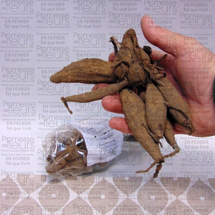 Exemplo de amostra de Dahlia cactus Orfeo Bulbo size I tal como entregue