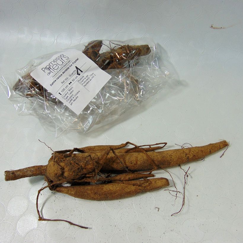 Exemplo de amostra de Dahlia cactus dentelle Ice Crystal Bulbo size I tal como entregue