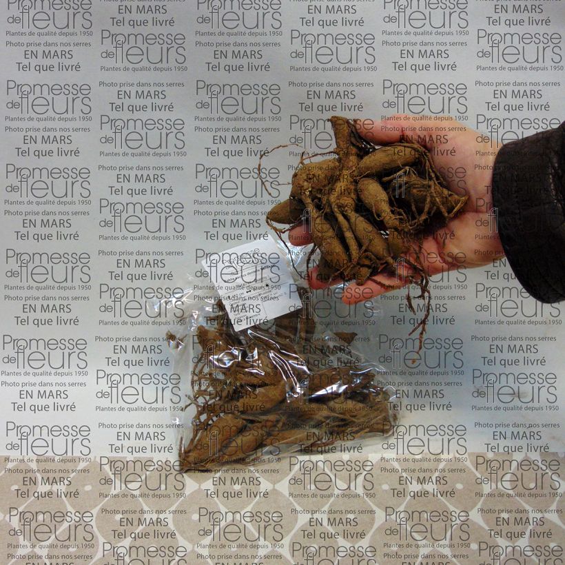 Exemplo de amostra de Dália cactus Nenekasi Bulbo Calibre I tal como entregue