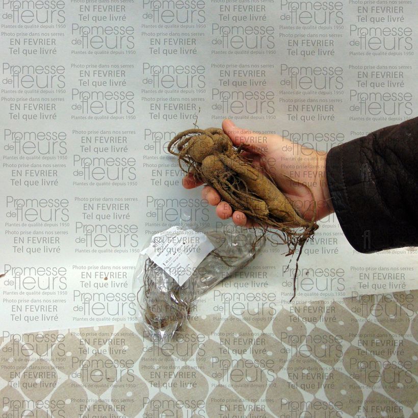 Exemplo de amostra de Dahlia cactus nain Park Idylle Bulbo size I tal como entregue