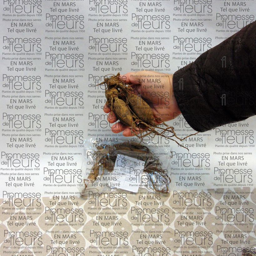 Exemplo de amostra de Dahlia cactus nain Park Record Bulbo size I tal como entregue