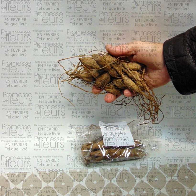 Exemplo de amostra de Dahlia camélia Dr Ph. Riedell Bulbo size I tal como entregue