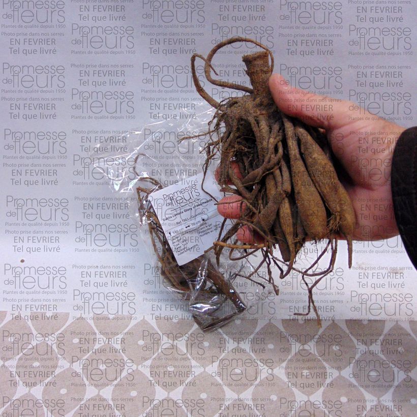 Exemplo de amostra de Dália nenúfar Glory of Heemstede Bulbo Calibre I tal como entregue