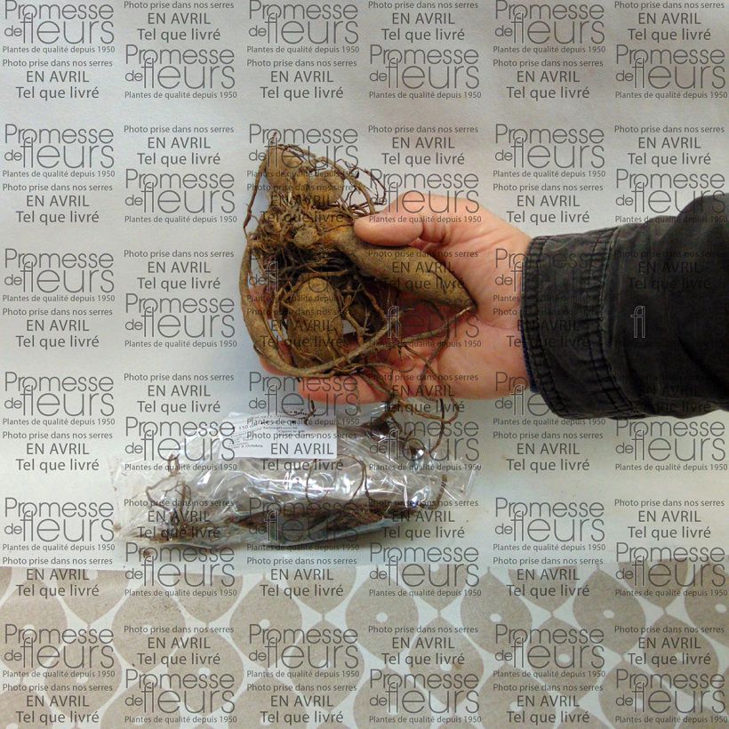 Exemplo de amostra de Dália nenúfar Happy Butterfly Bulbo Calibre I tal como entregue