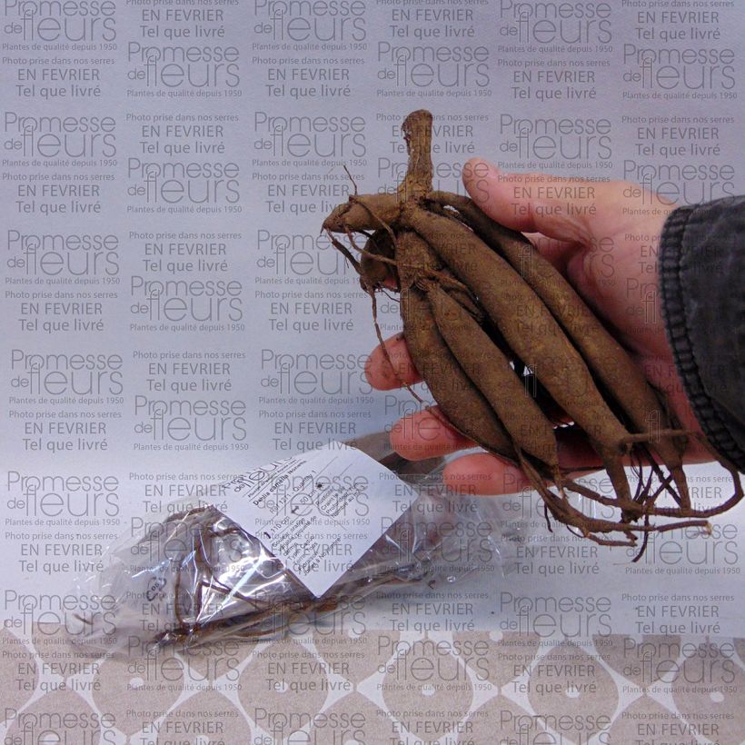 Exemplo de amostra de Dália nenúfar Nonette Bulbo Calibre I tal como entregue