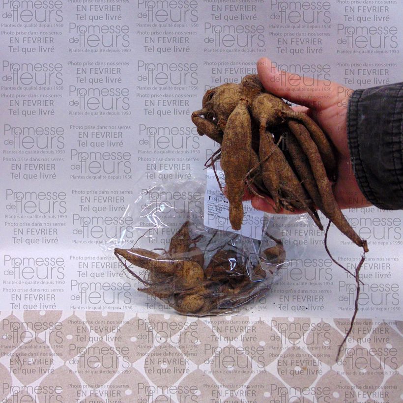 Exemplo de amostra de Dahlia camélia Yvonne Bulbo size I tal como entregue