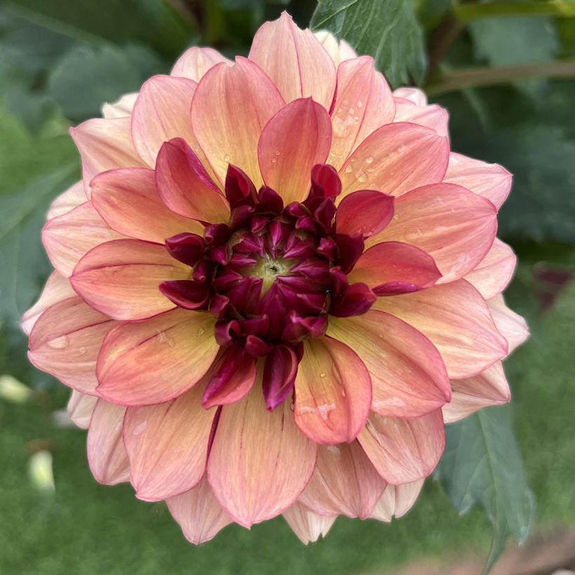 Dália decorativa Crème de Cognac (Floração)