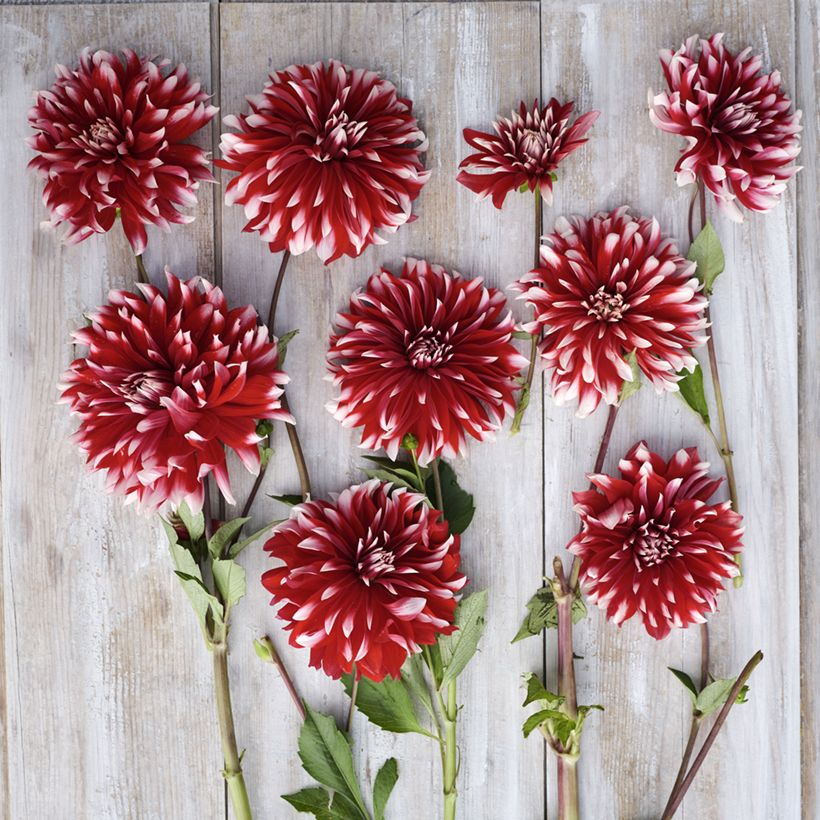 Dália decorativa Davos (Floração)