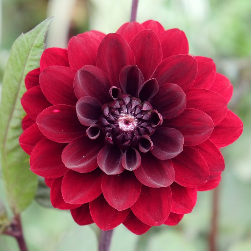 Dália decorativa Karma Choc (Floração)