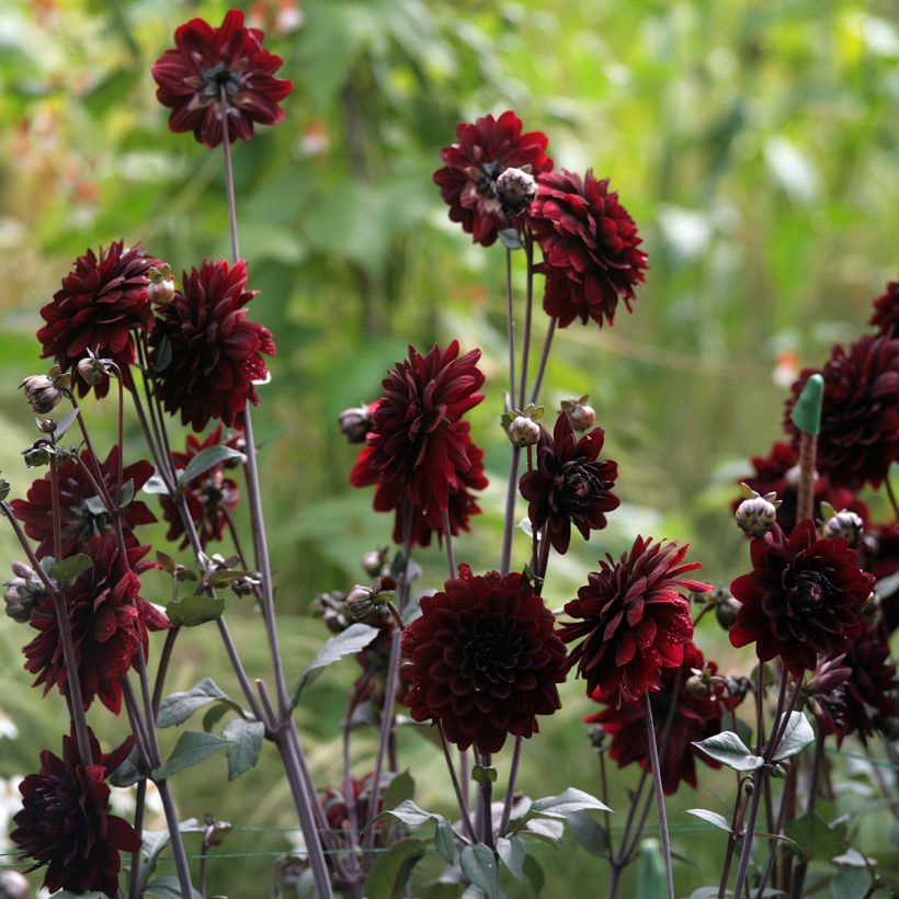 Dália decorativa Karma Choc (Hábito)