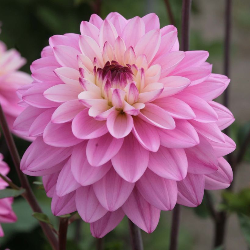 Dália decorativa Luka Johanna (Floração)