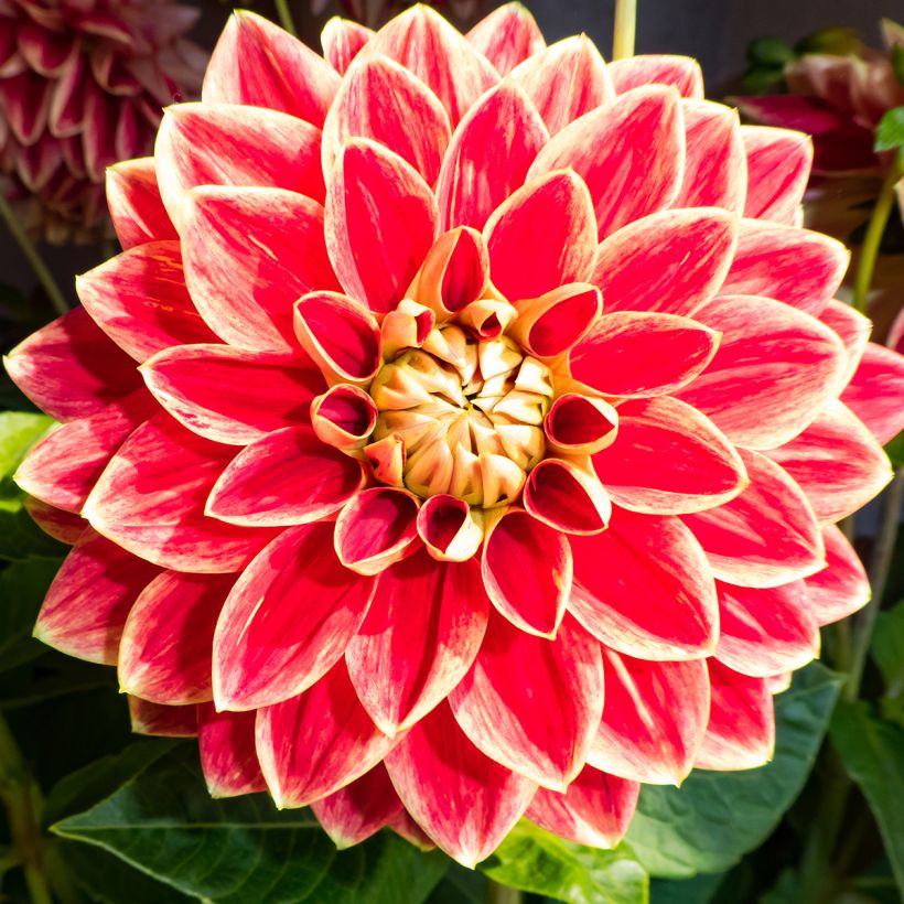 Dália decorativa Maxime (Floração)