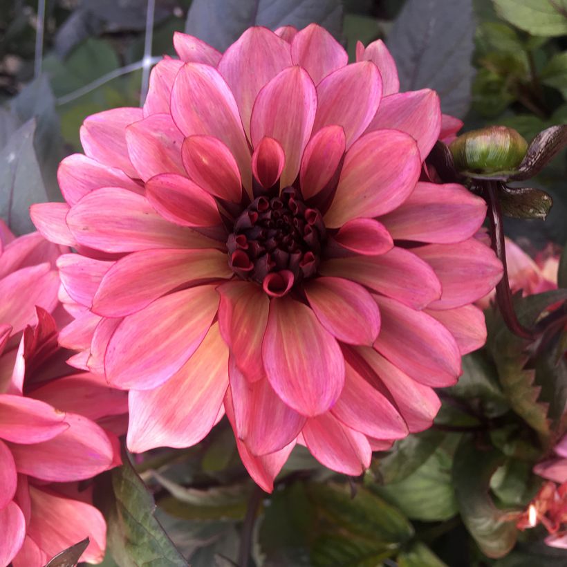 Dália decorativa Night Silence (Floração)