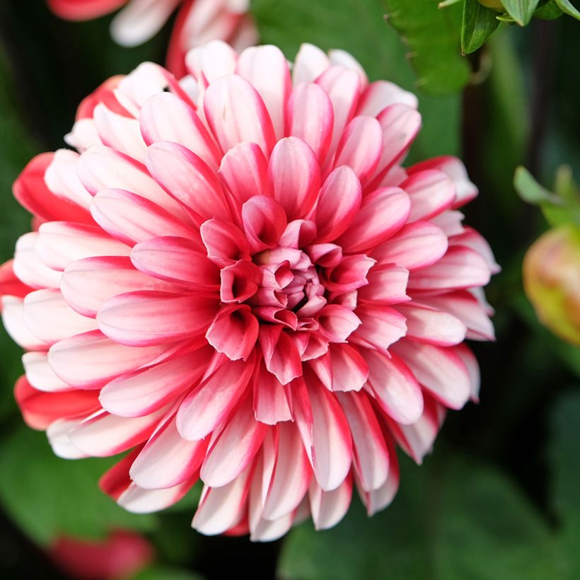 Dália decorativa Pacific time (Floração)