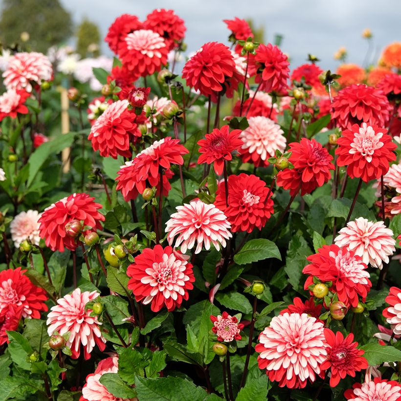 Dália decorativa Pacific time (Hábito)