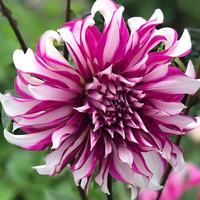 Dália decorativa Radegast (Floração)