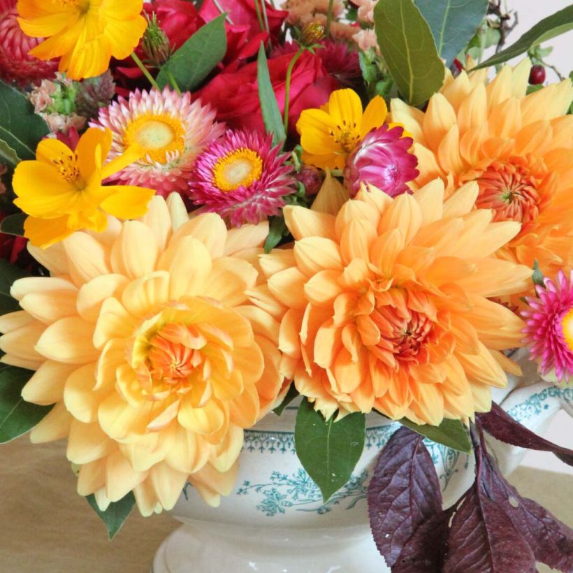 Dália decorativa Rancho (Floração)