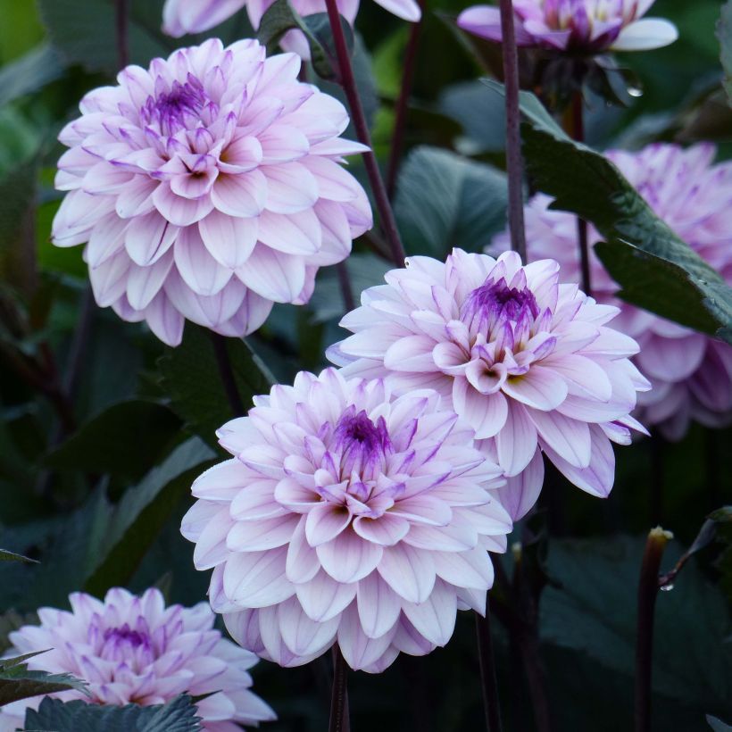 Dália decorativa Senior's Art (Floração)