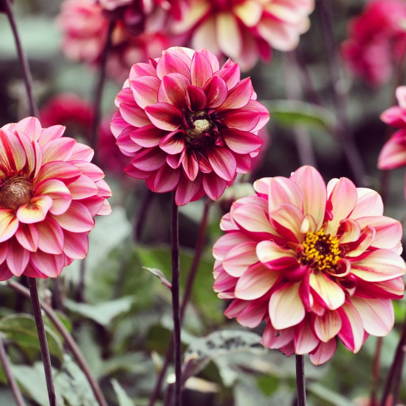 Dália decorativa Seniors Hope (Hábito)