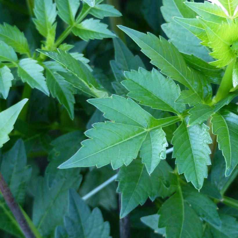 Dália decorativa Seniors Perfection (Folhagem)