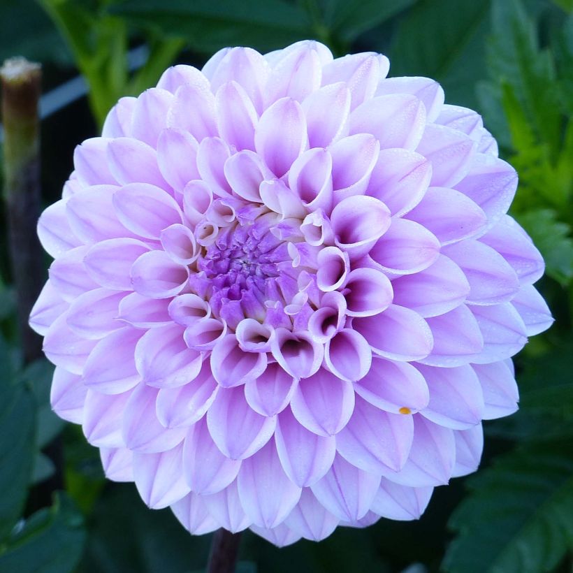 Dália decorativa Seniors Perfection (Floração)