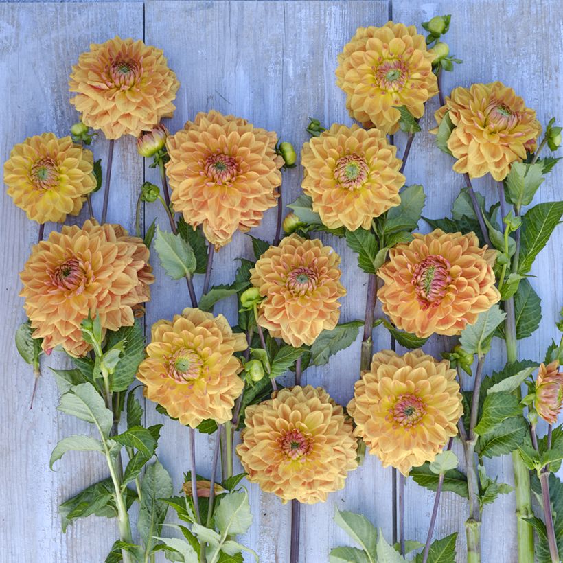 Dália decorativa Caramel (Floração)